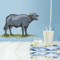 Buffalo milk - بھینس کا دودھ