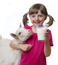 Goat milk- بکری کا دودھ